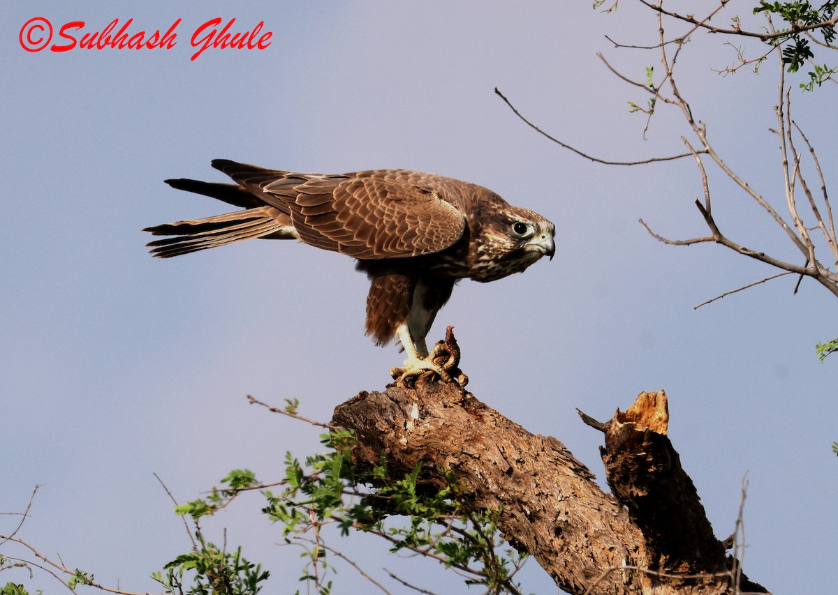 Falco laggar - ML643757848