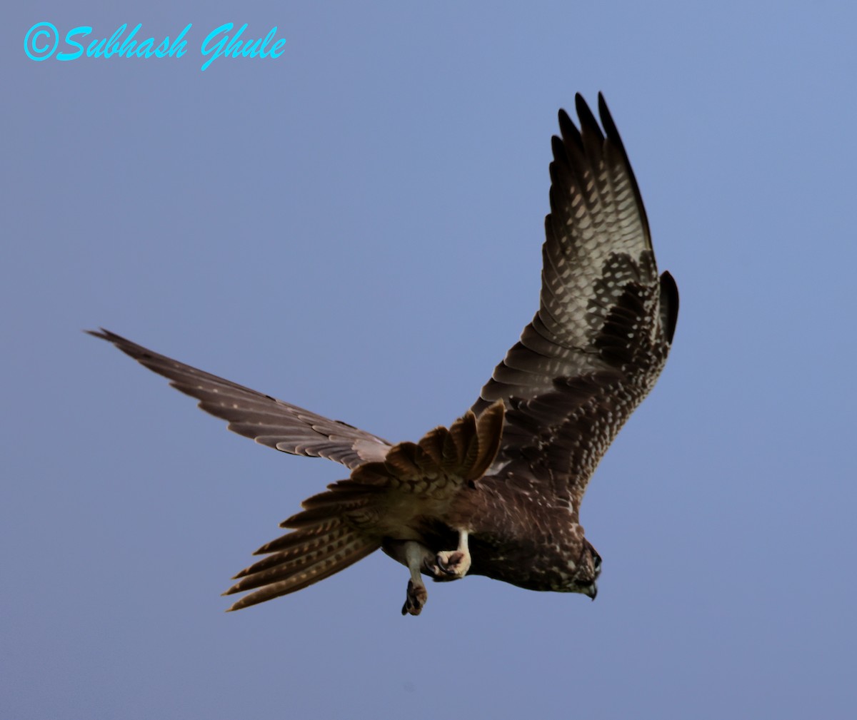 Falco laggar - ML643757849