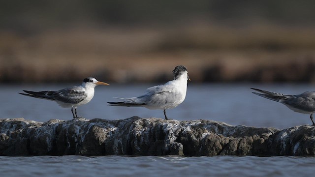 Sandwich Tern - ML643757853