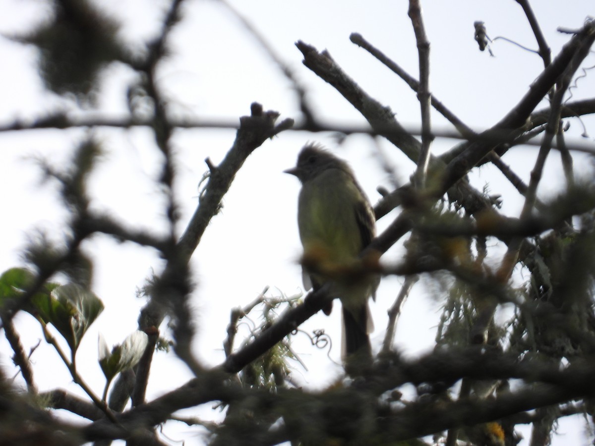 Yellow-bellied Elaenia - ML643757855