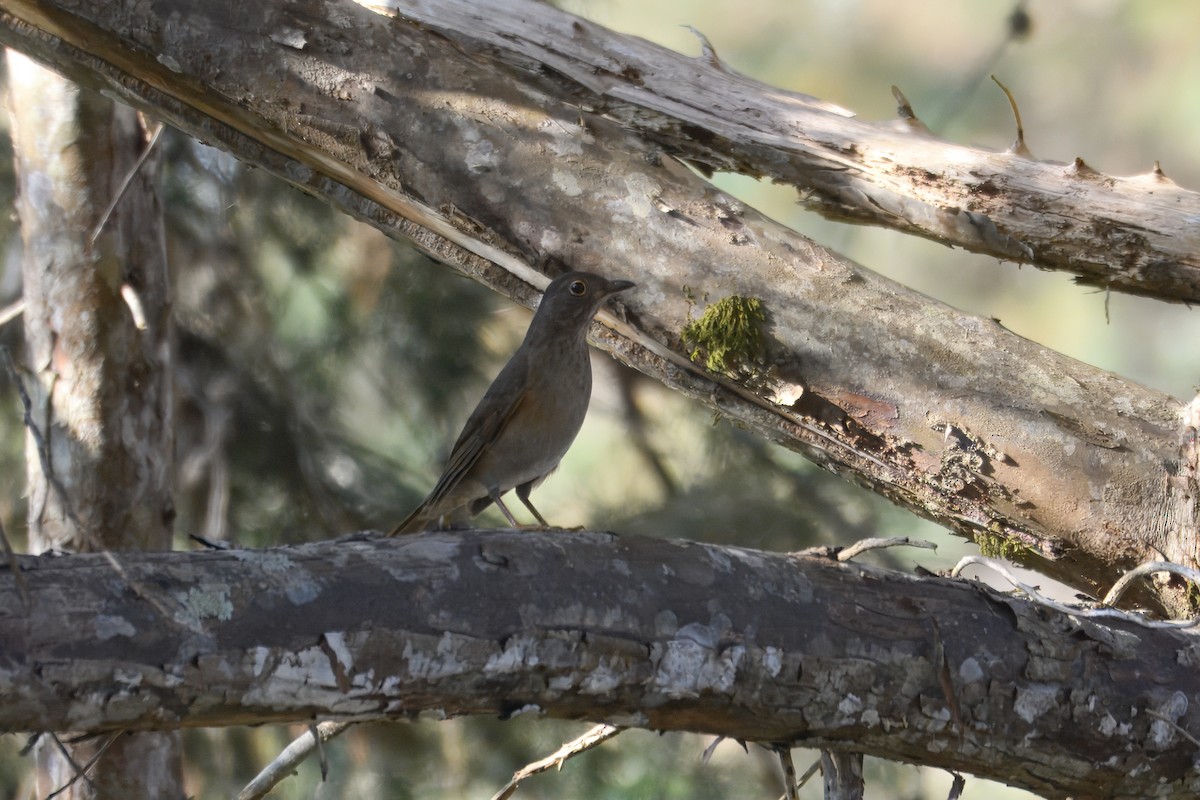 Yellow-legged Thrush - ML643757860