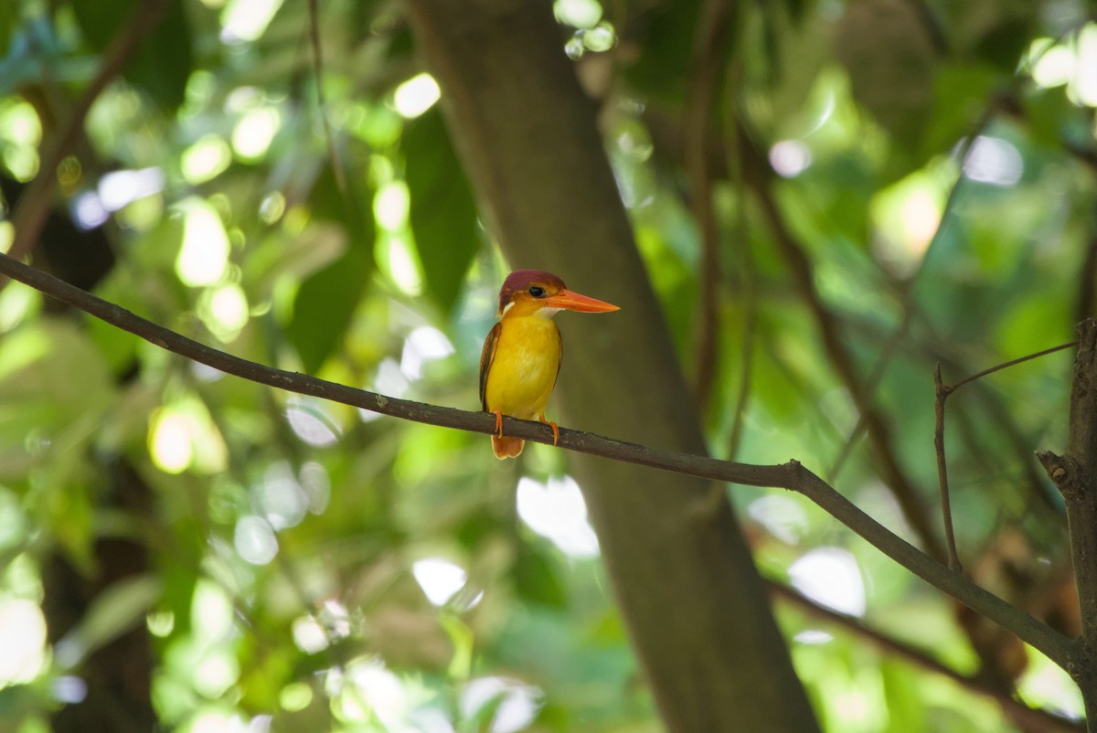 Rufous-backed Dwarf-Kingfisher - ML643757869