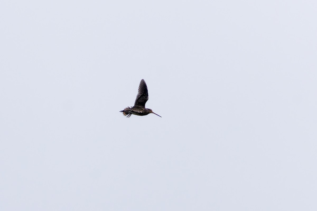Pantanal Snipe - ML643757875