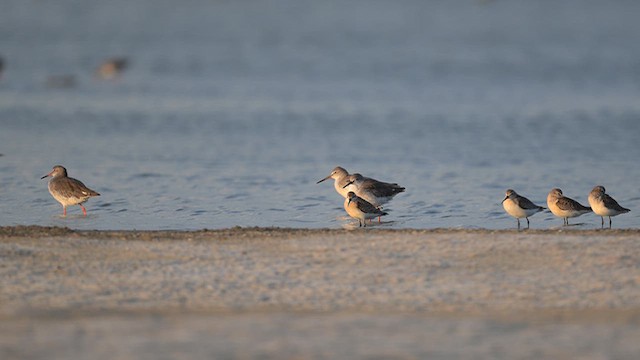 Curlew Sandpiper - ML643757876