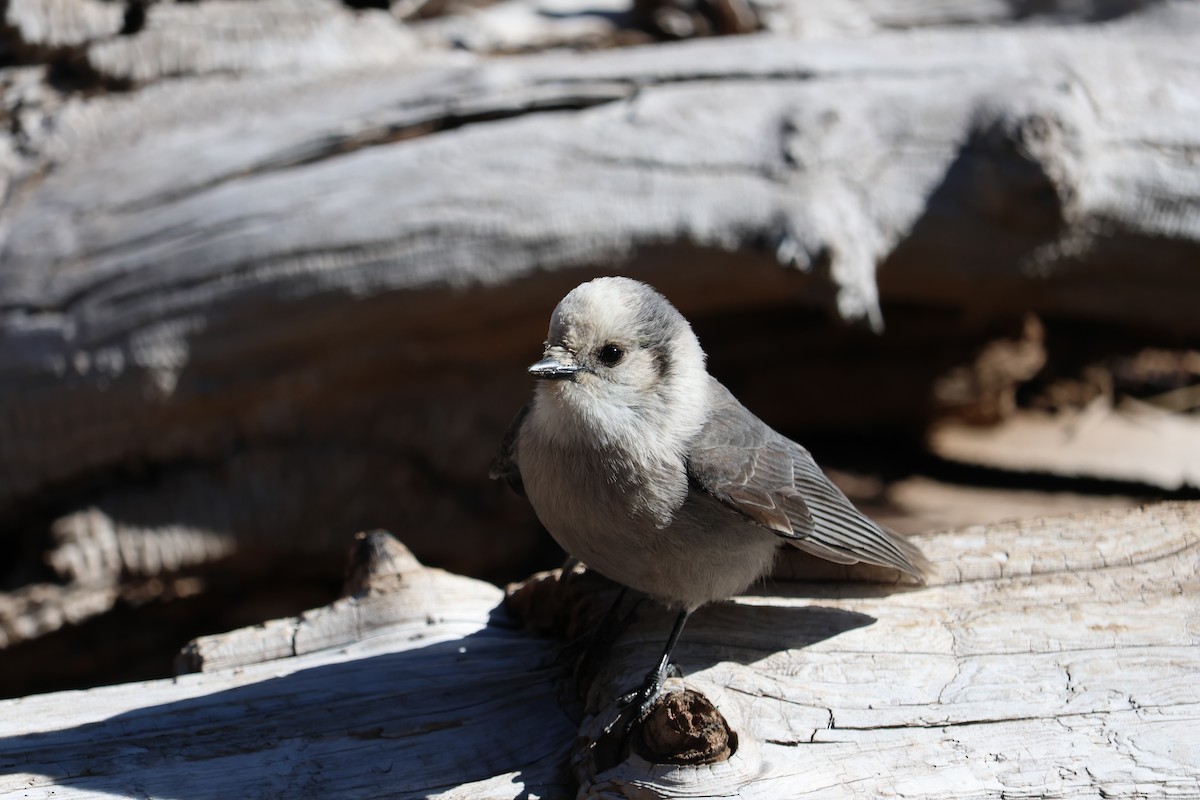 Canada Jay - ML643757877