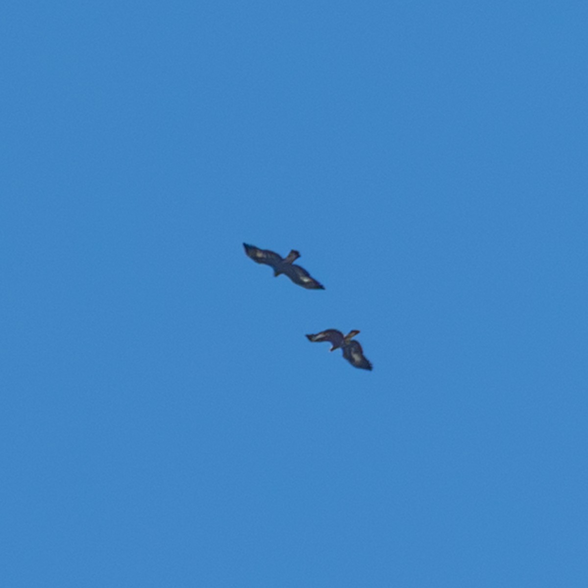 Беркут - ML643757878