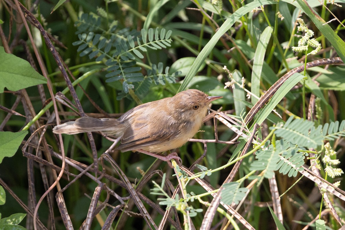 Plain Prinia - ML643757885