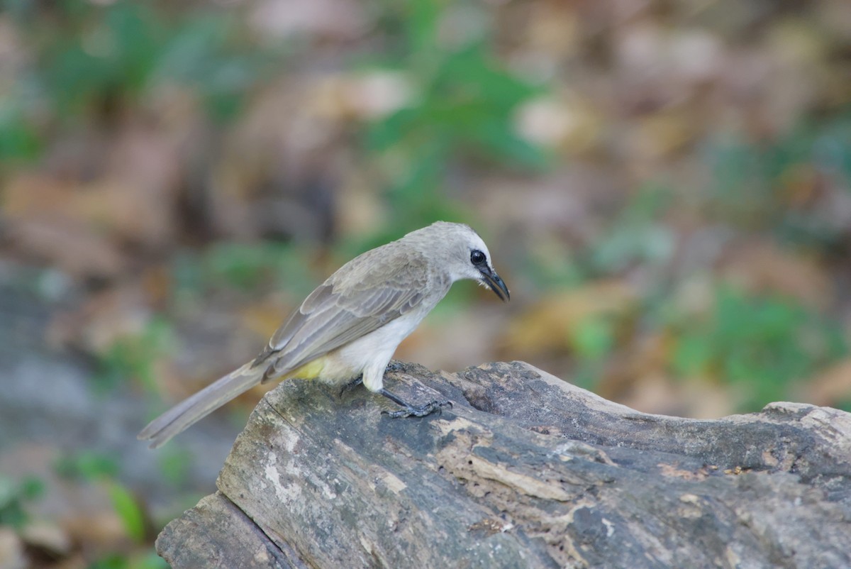 Yellow-vented Bulbul - ML643757895