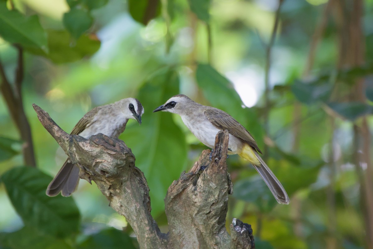 Yellow-vented Bulbul - ML643757896