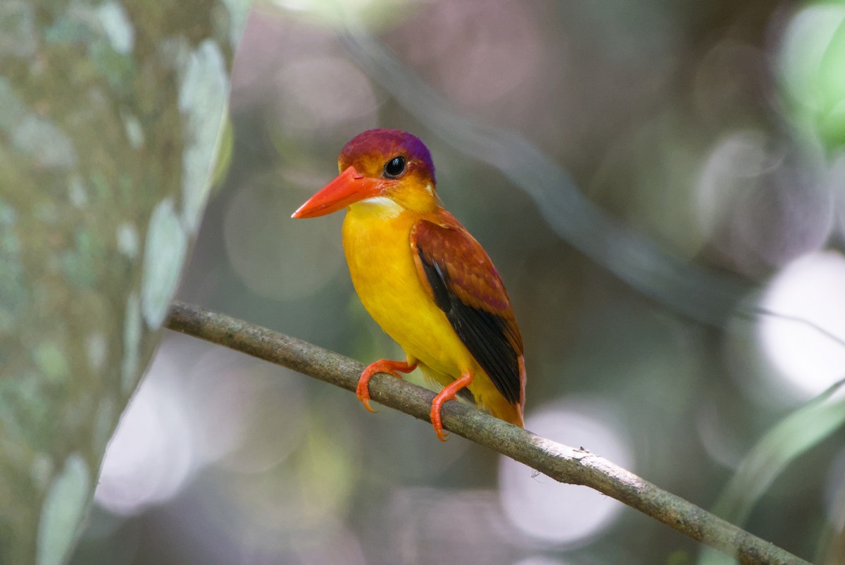 Rufous-backed Dwarf-Kingfisher - ML643757904