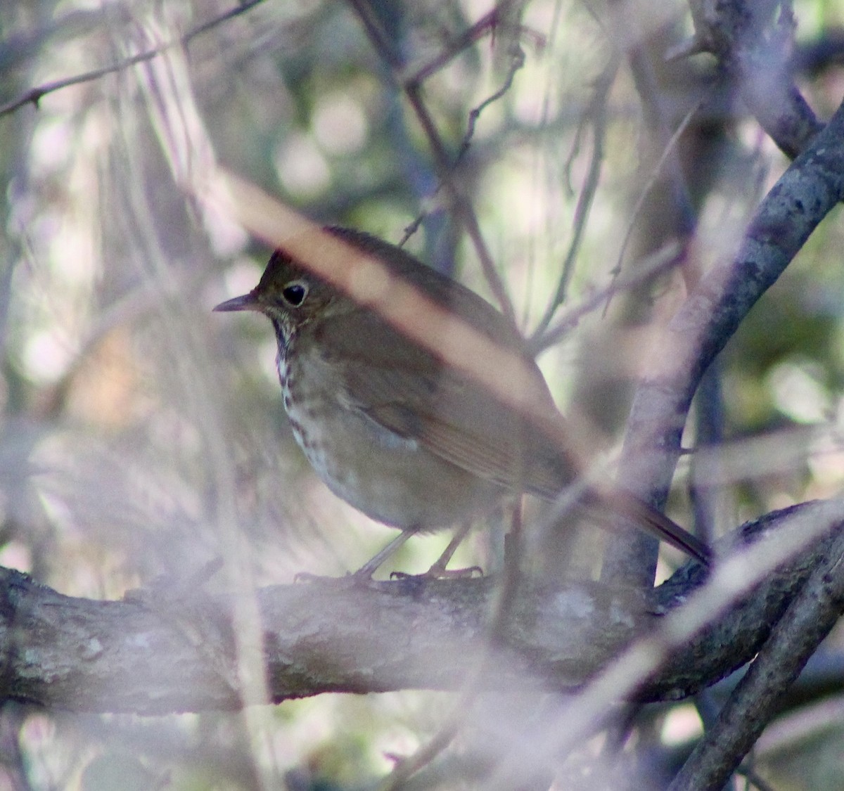 Hermit Thrush - ML643757918