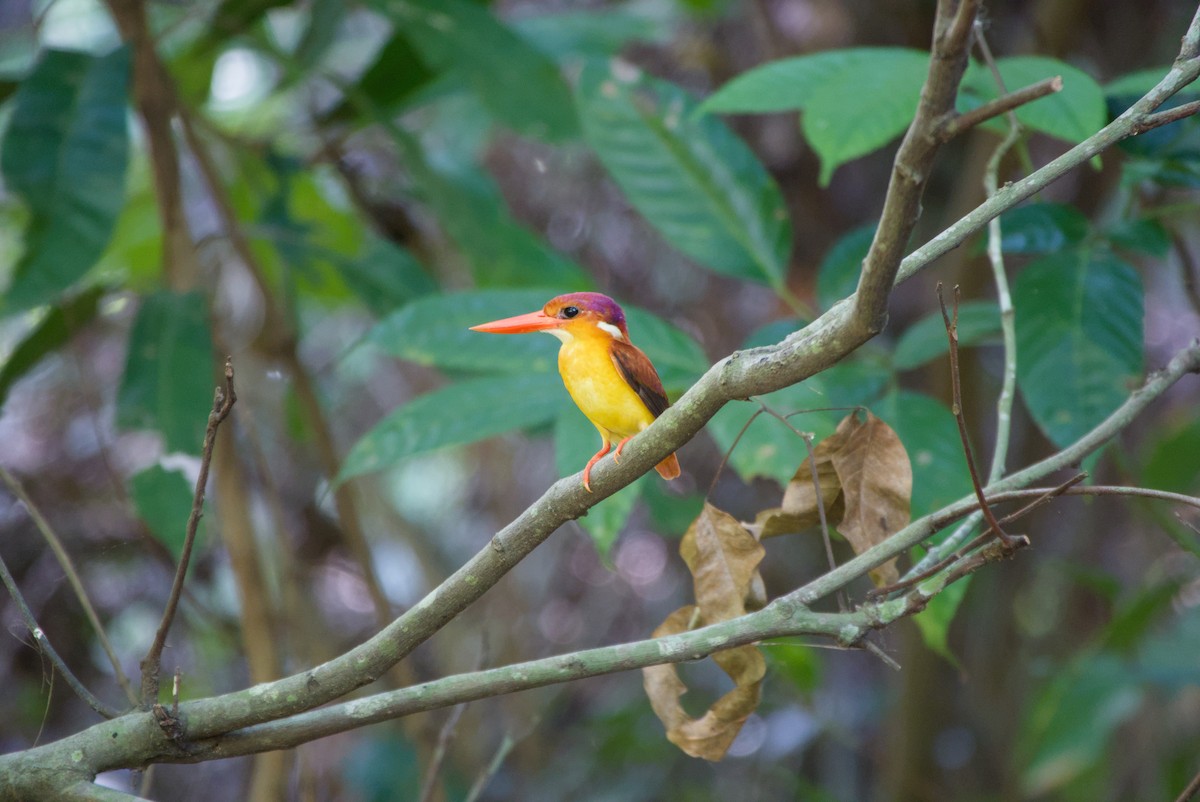 Rufous-backed Dwarf-Kingfisher - ML643757920