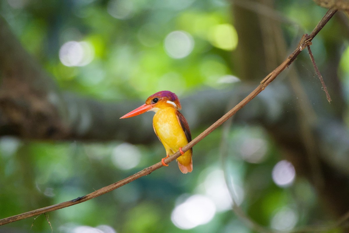 Rufous-backed Dwarf-Kingfisher - ML643757921