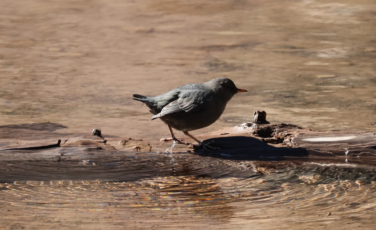 American Dipper - ML643757932