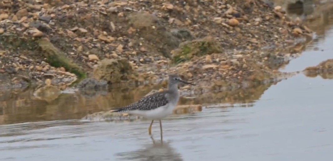 vodouš žlutonohý - ML643757933