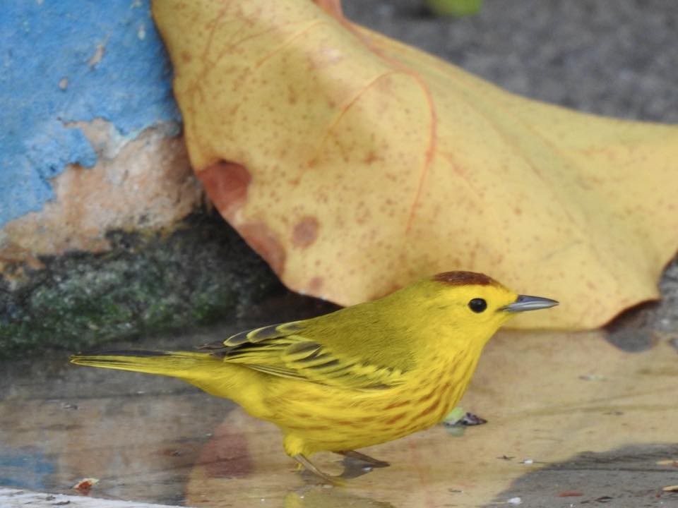Yellow Warbler - ML643757937