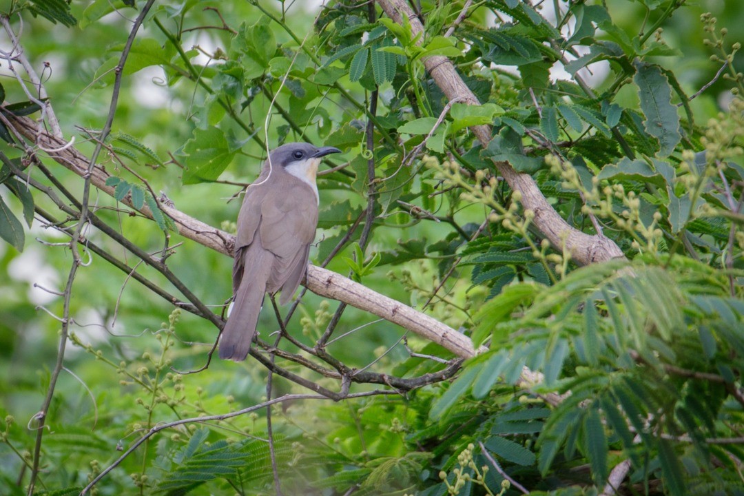 Dark-billed Cuckoo - ML643757949