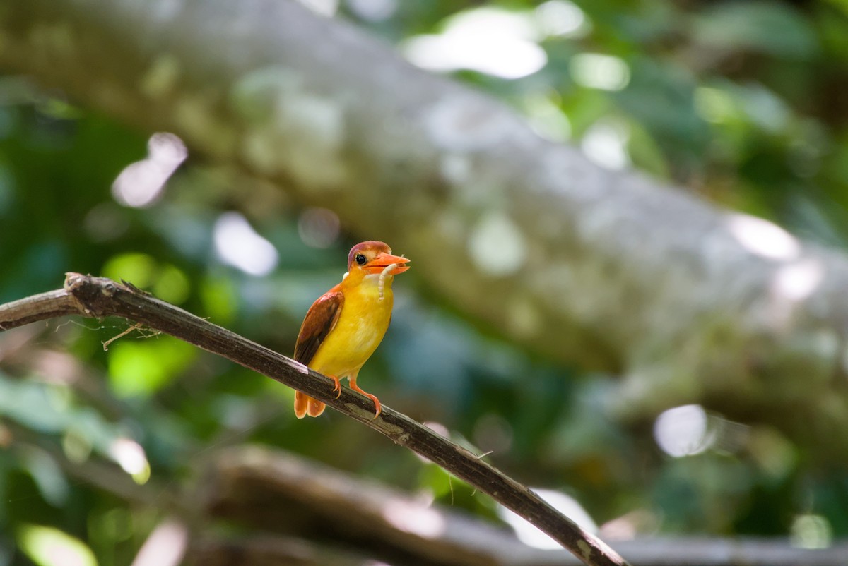 Rufous-backed Dwarf-Kingfisher - ML643757950