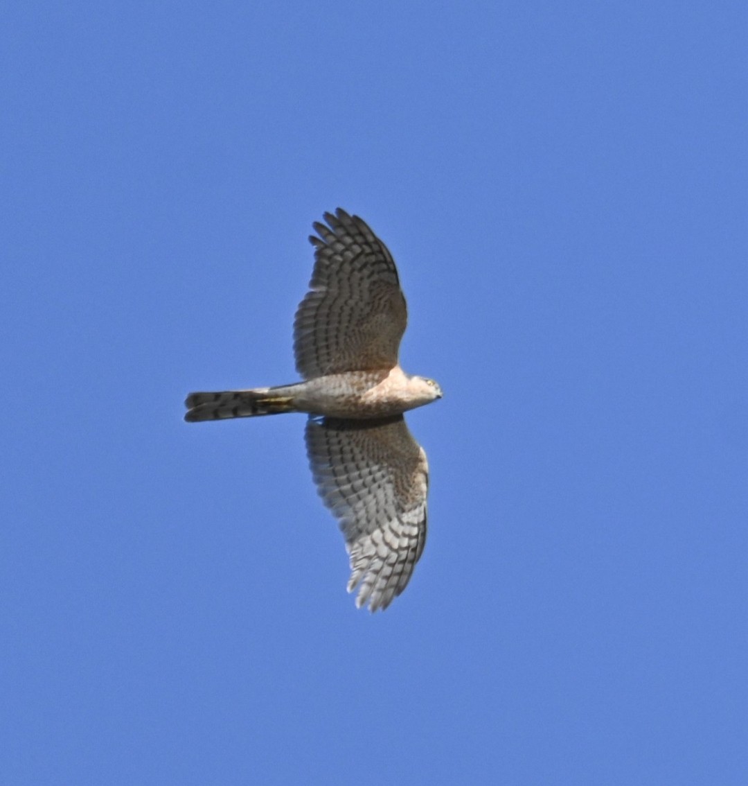 Eurasian Sparrowhawk - ML643757962