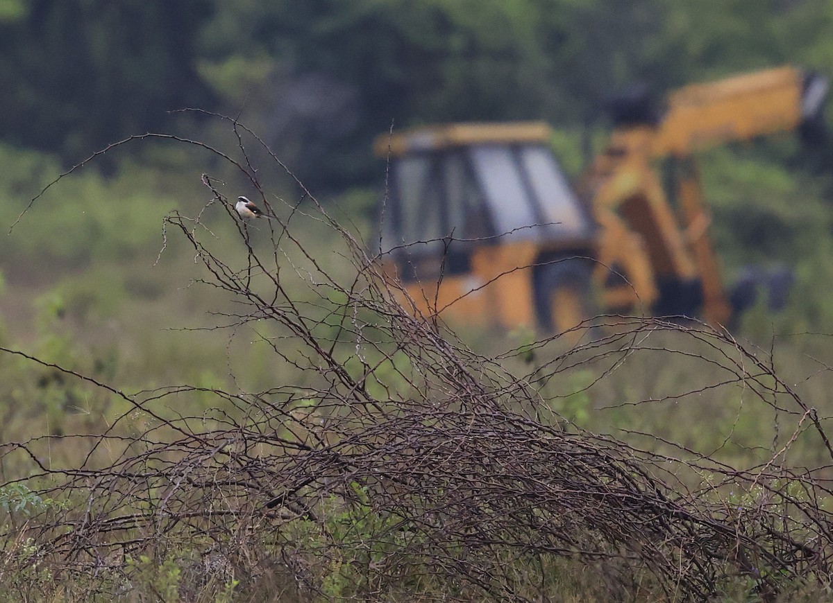 Bay-backed Shrike - ML643757964