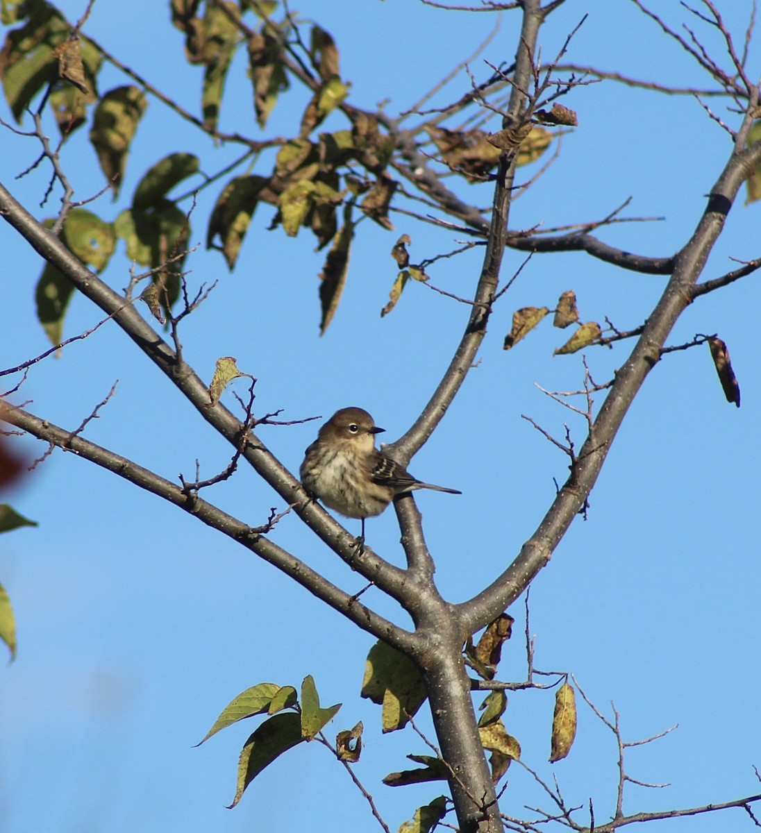 Yellow-rumped Warbler - ML643757965