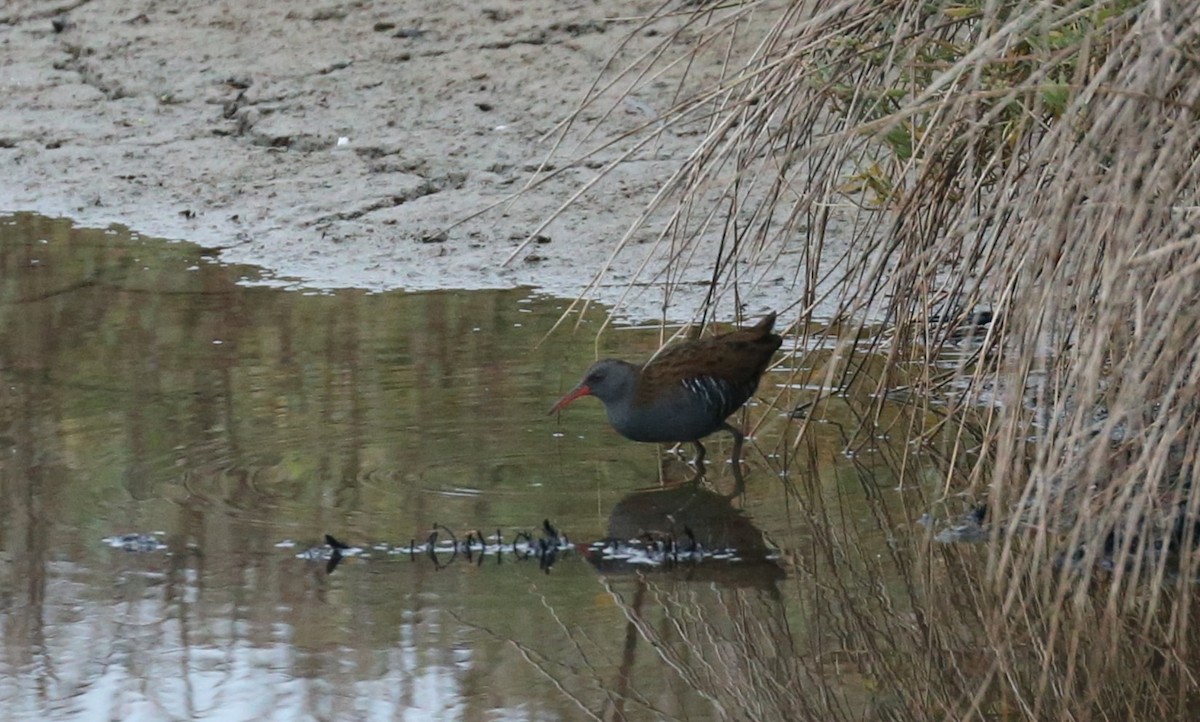 Water Rail - ML643757979