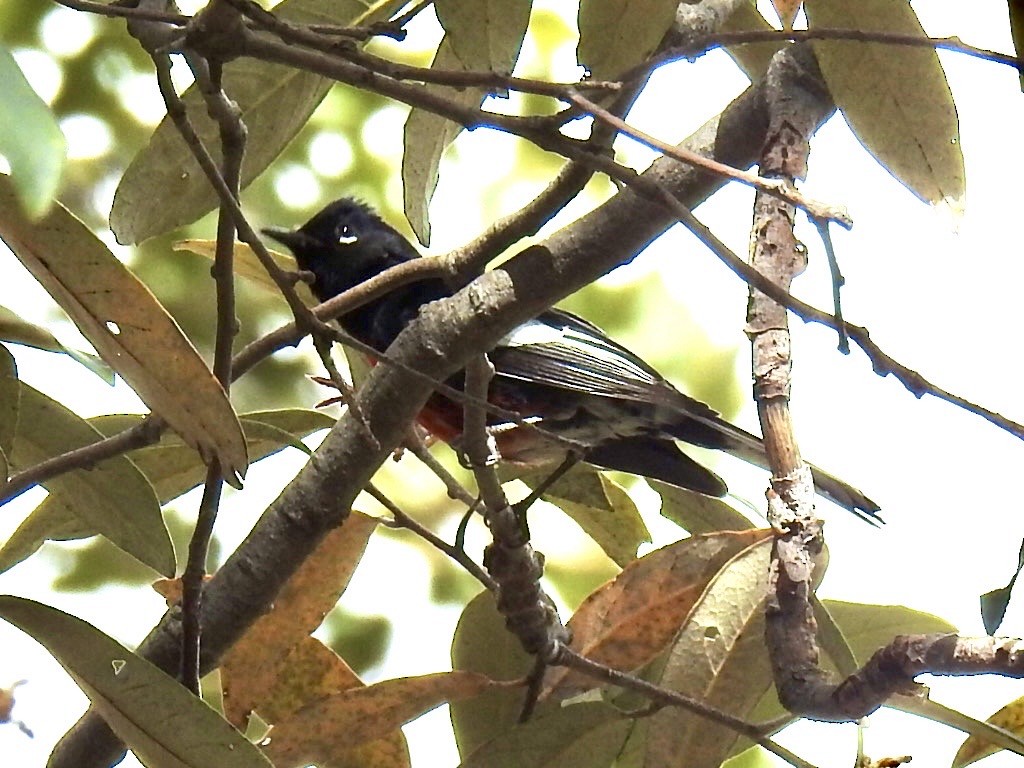 Painted Redstart - ML643757983