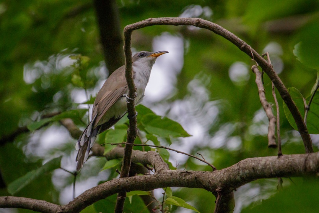 Pearly-breasted Cuckoo - ML643757998