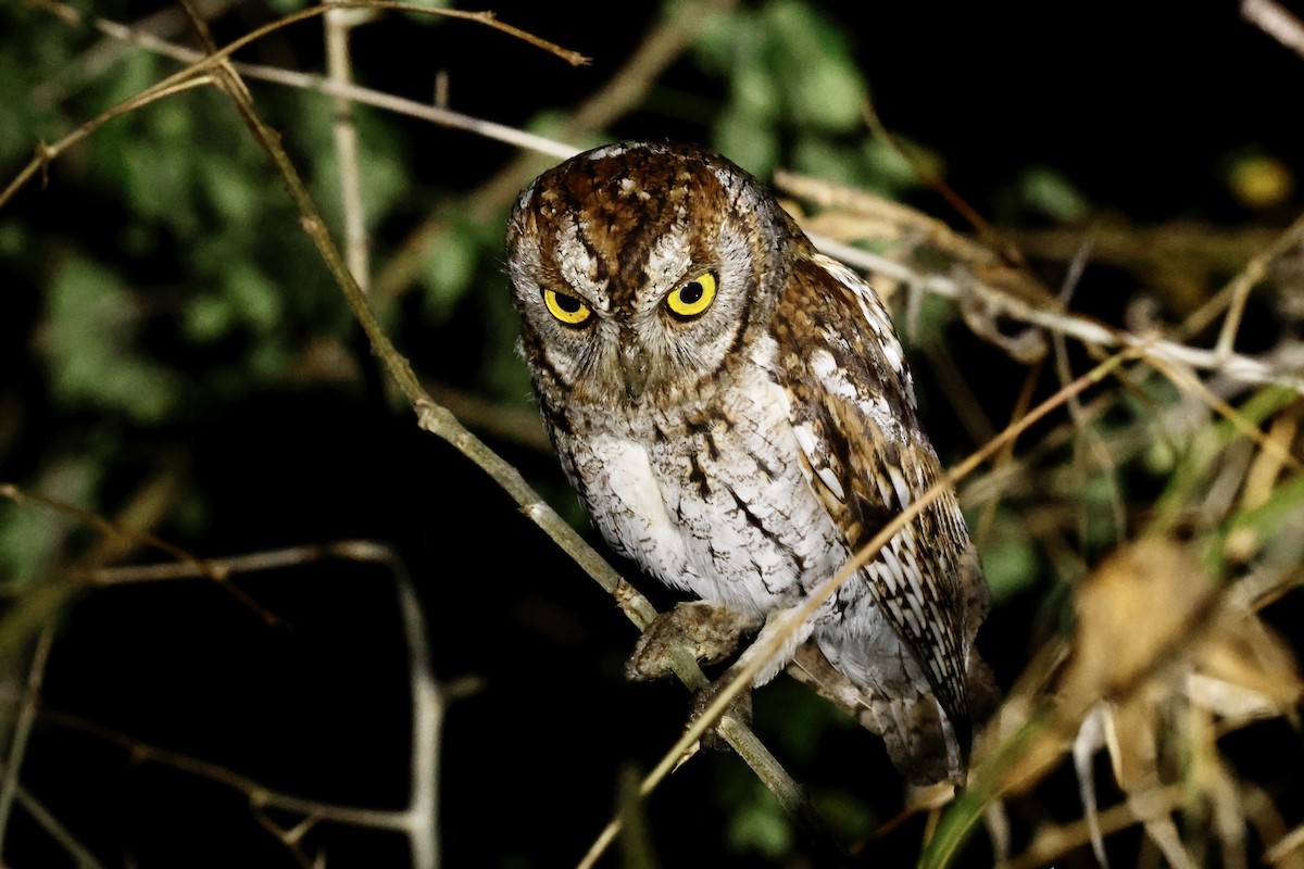 アフリカコノハズク - ML643758006