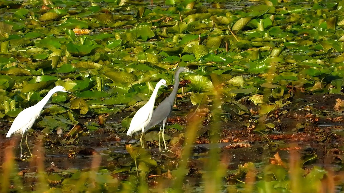 Little Blue Heron - ML643758018