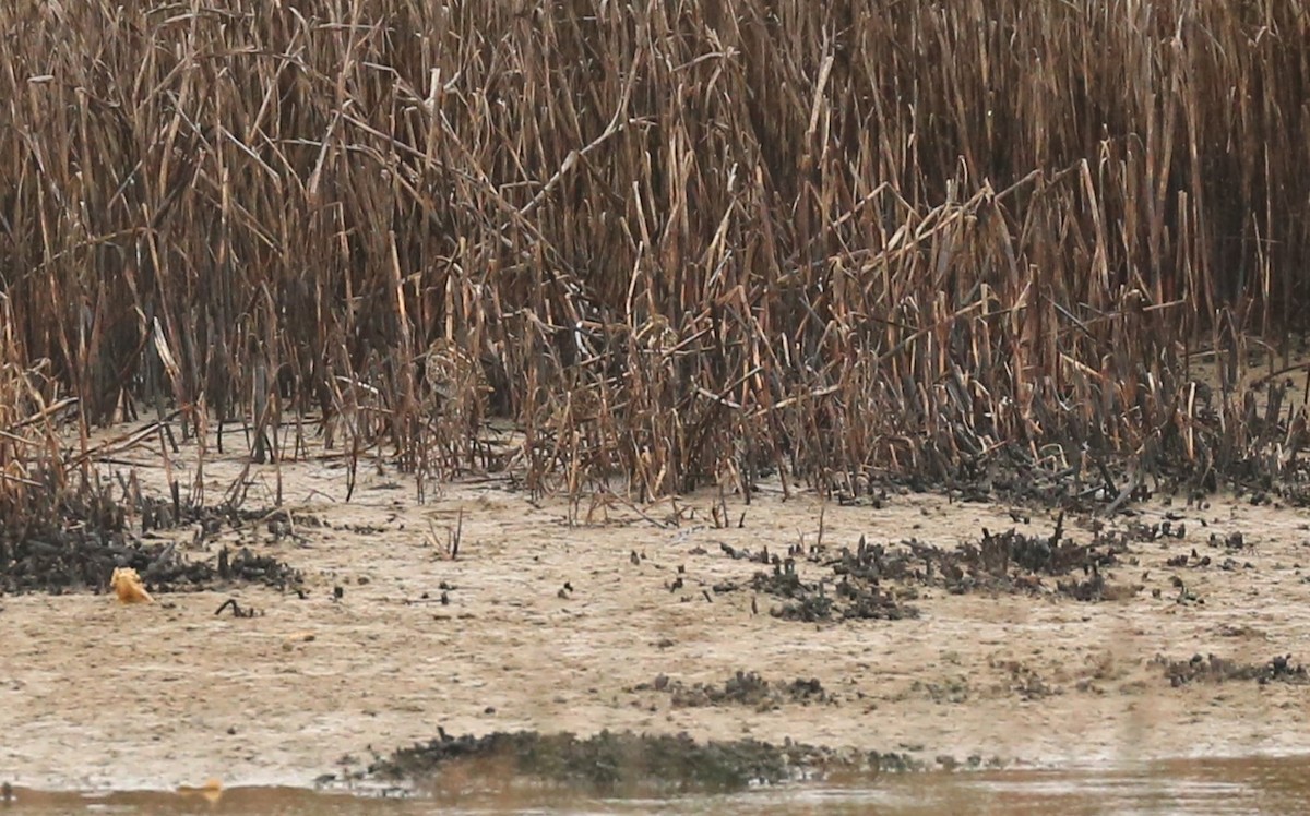 Common Snipe - ML643758019