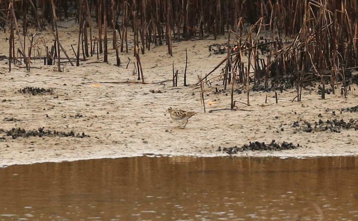 Common Snipe - ML643758020