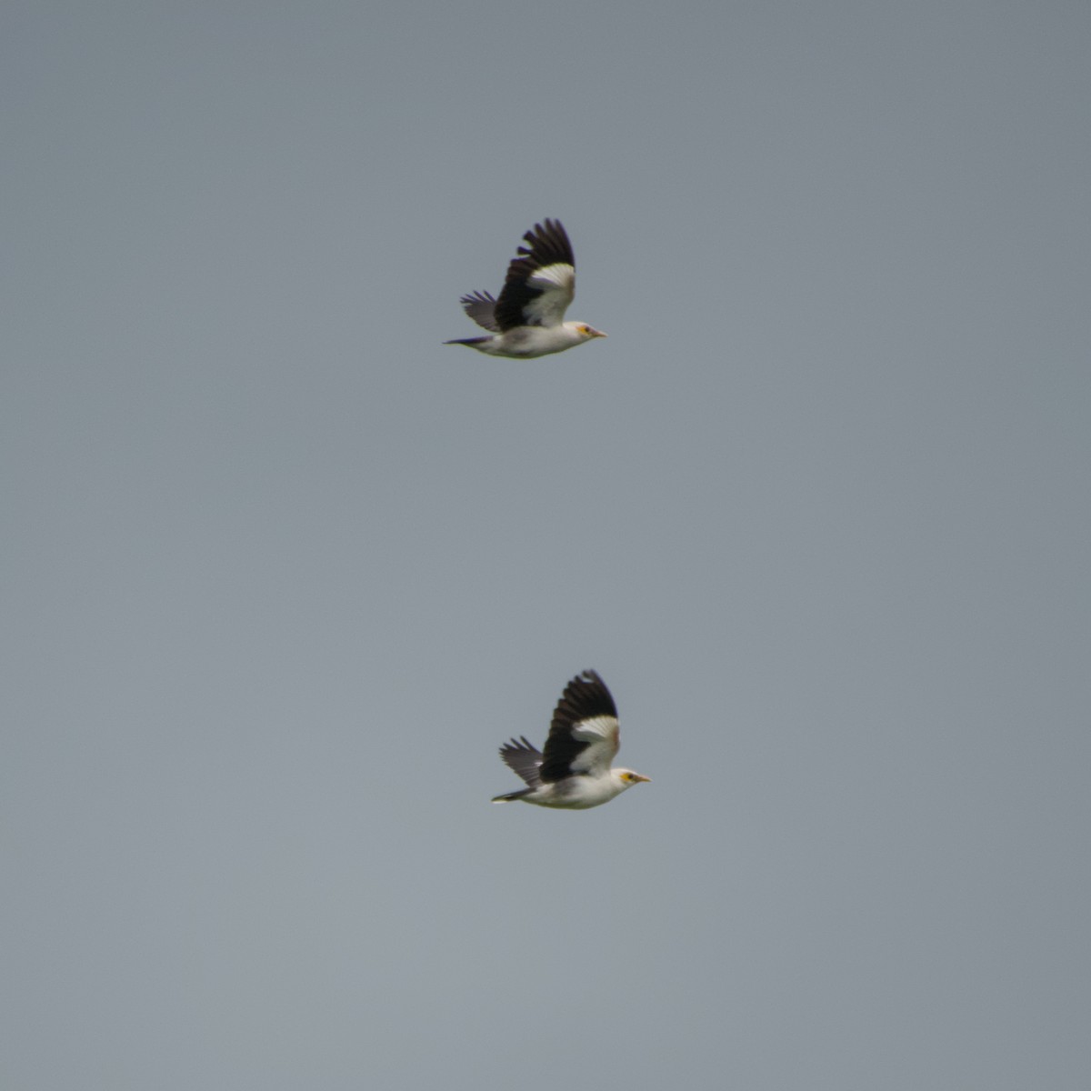 Black-winged Myna - ML643758023