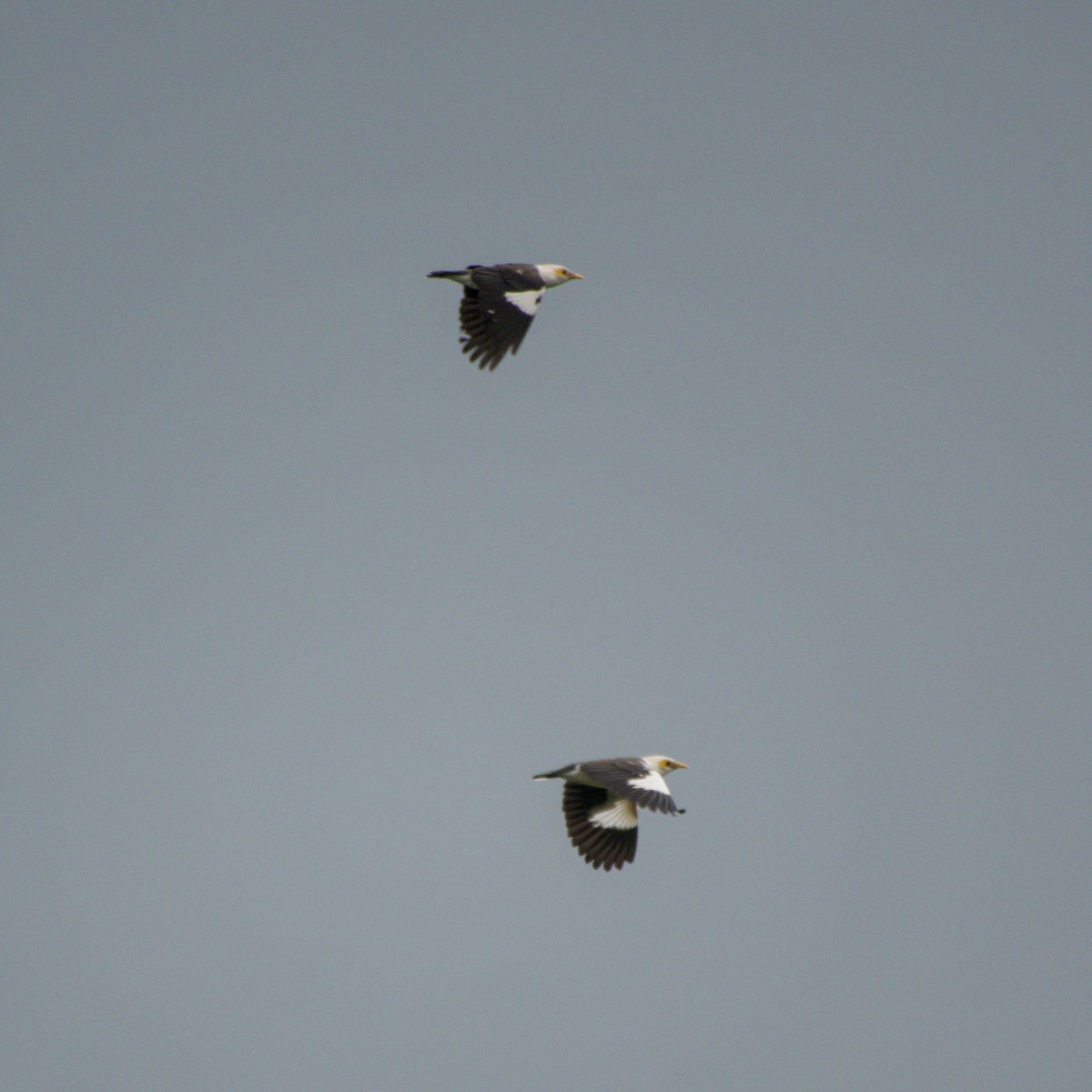 Black-winged Myna - ML643758024