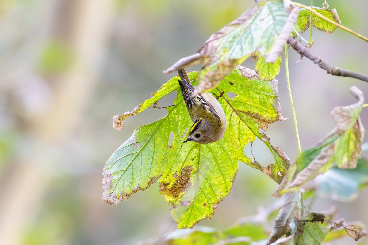 Goldcrest - ML643758025