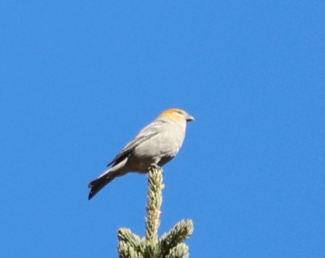 Pine Grosbeak - ML643758044