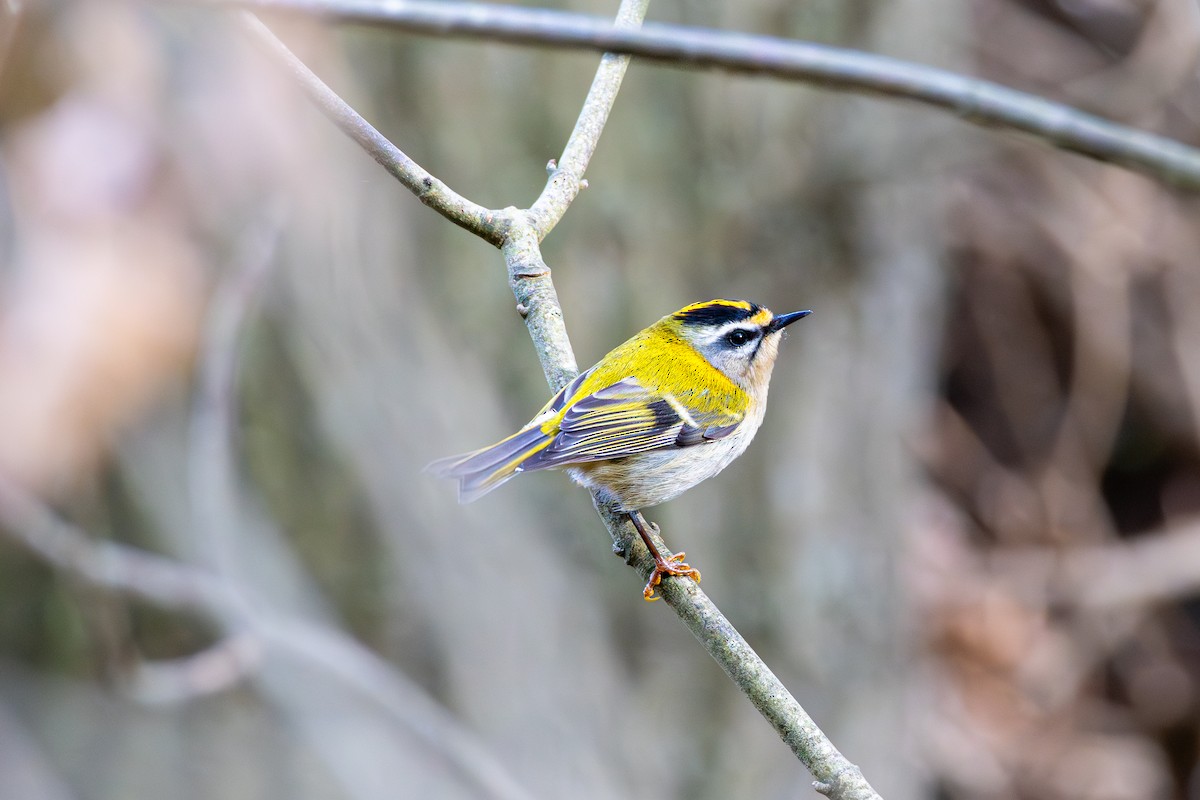 Common Firecrest - ML643758052