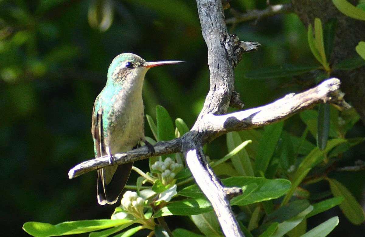 Glittering-bellied Emerald - ML643758054