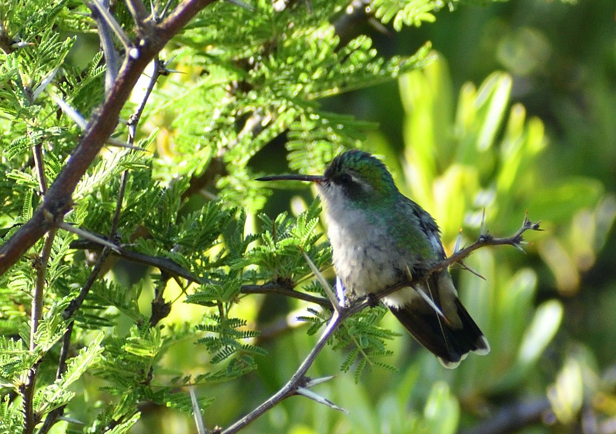 Glittering-bellied Emerald - ML643758055