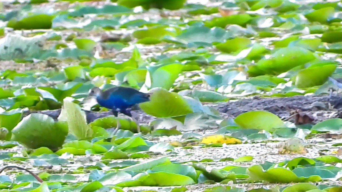 Purple Gallinule - ML643758057