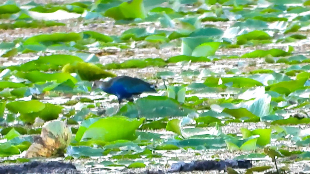 Purple Gallinule - ML643758058