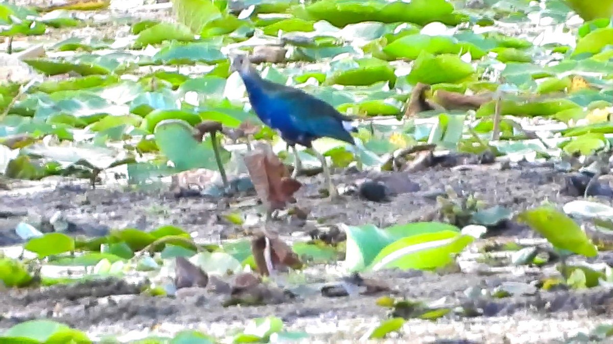 Purple Gallinule - ML643758059