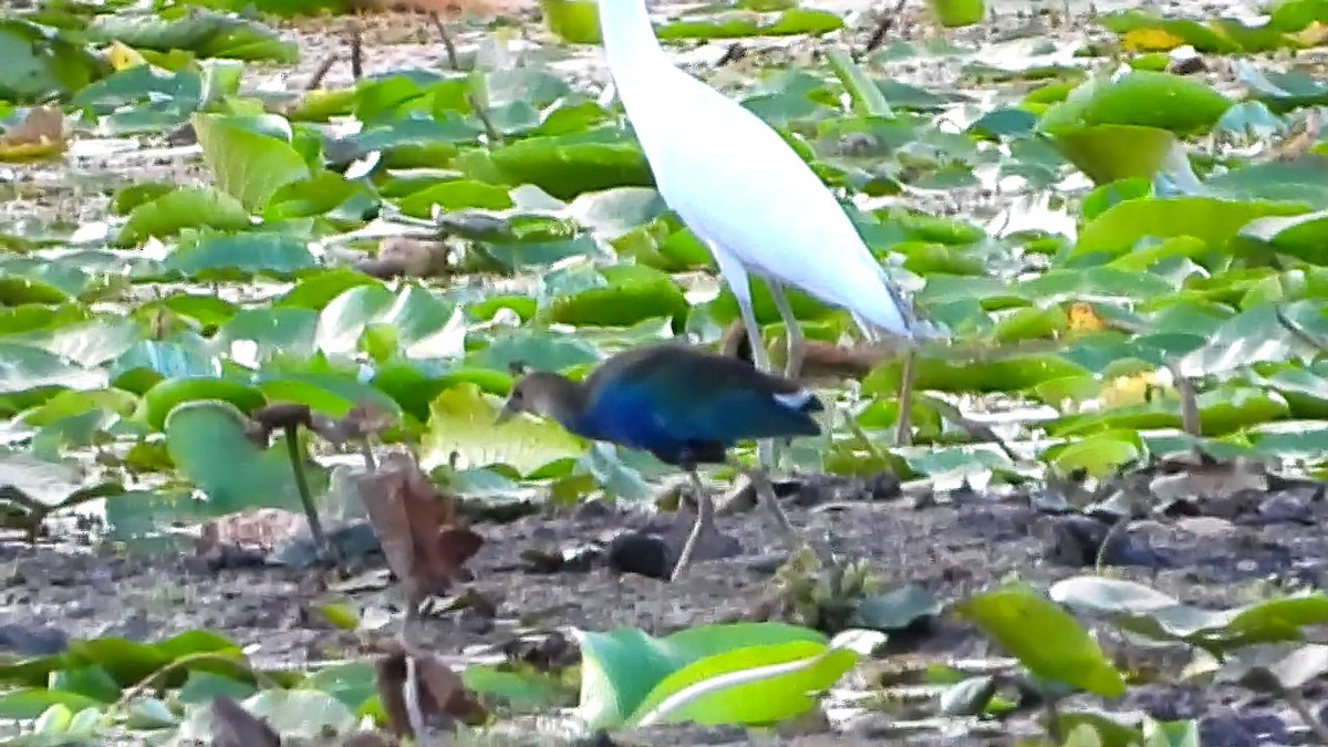 Purple Gallinule - ML643758060