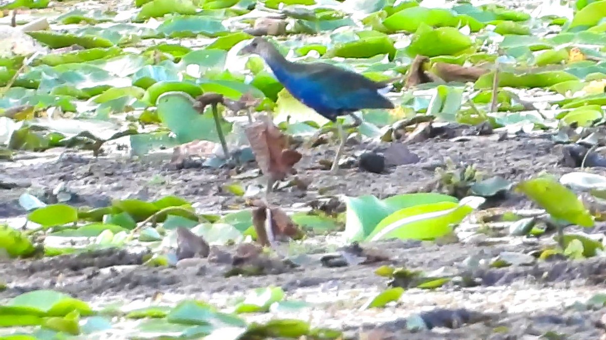 Purple Gallinule - ML643758061