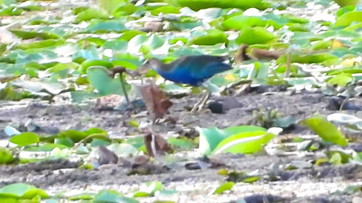 Purple Gallinule - ML643758062
