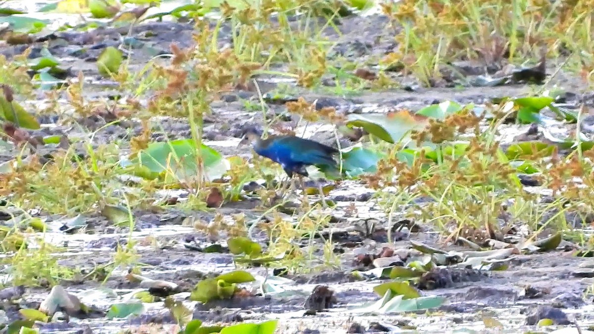 Purple Gallinule - ML643758063