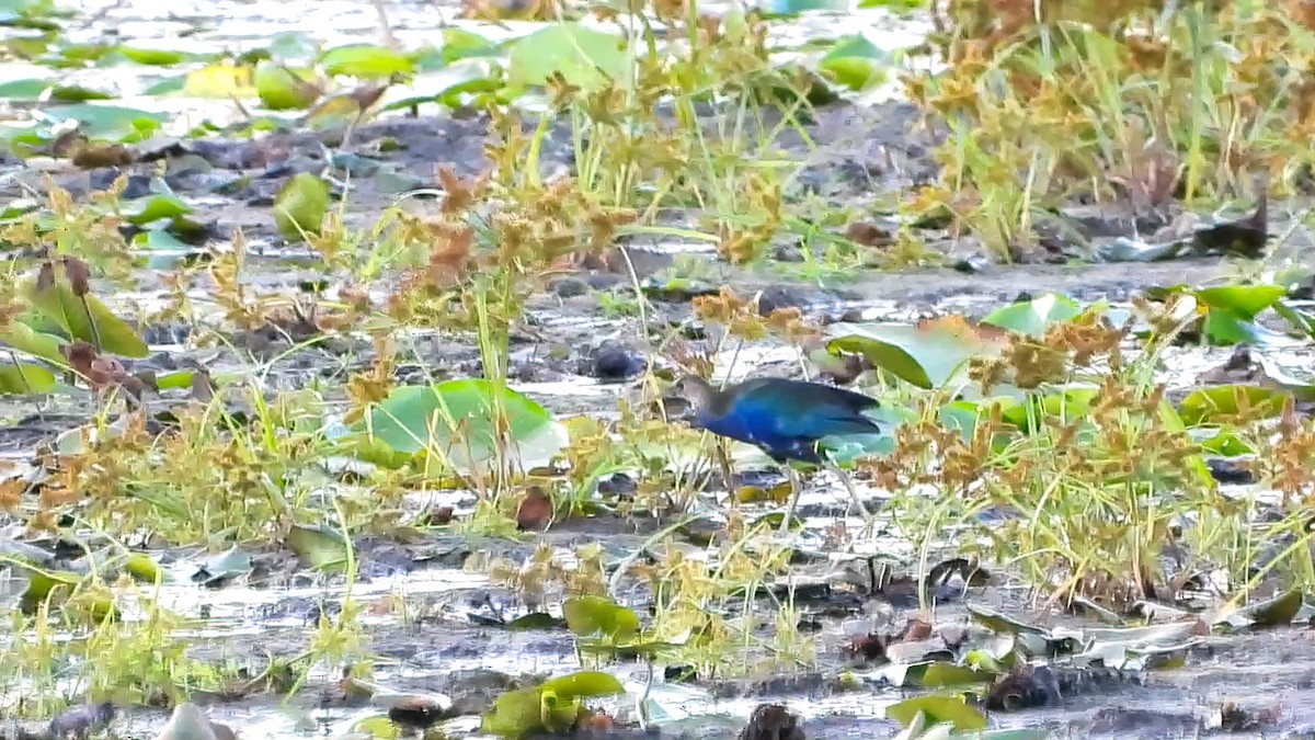 Purple Gallinule - ML643758064