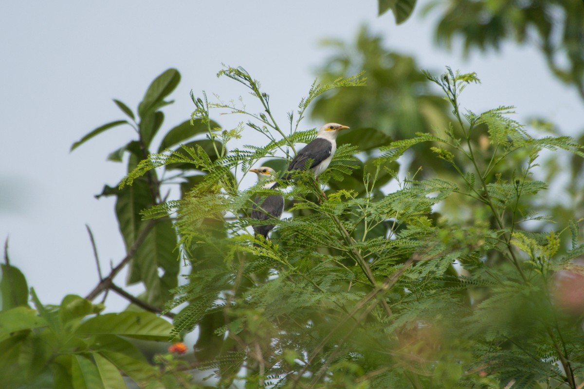 Black-winged Myna - ML643758073