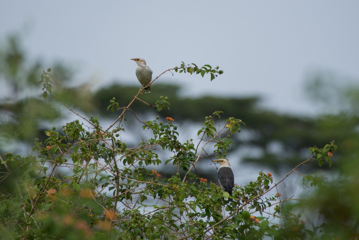 Black-winged Myna - ML643758074