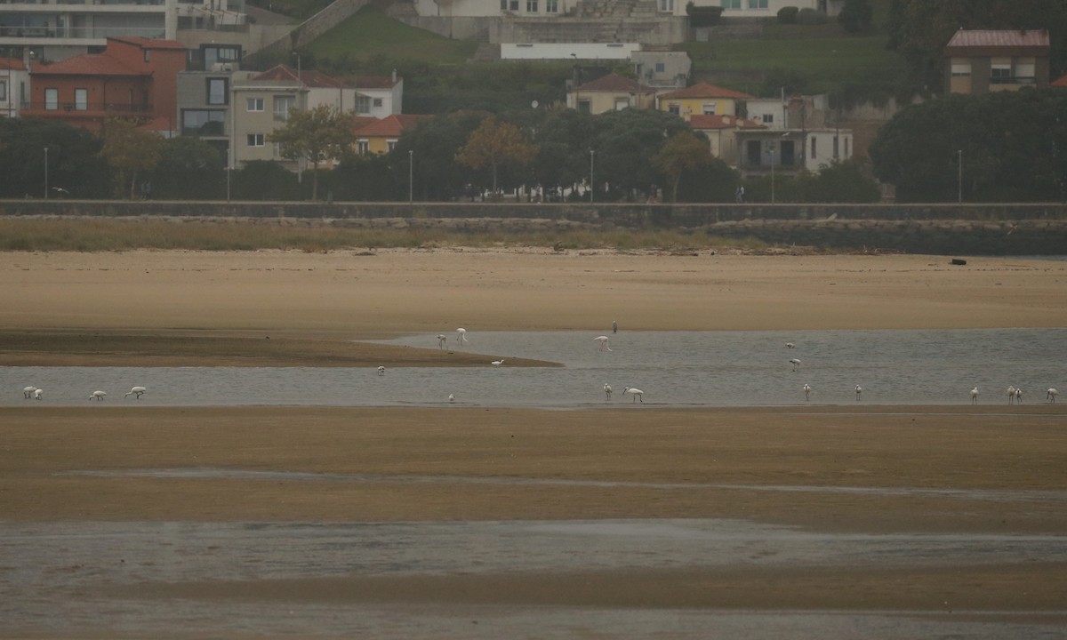 Eurasian Spoonbill - ML643758076